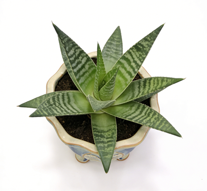 🌿Baroque Revival Footed Ceramic Planter – Hand-Carved Floral Medallions, Reactive Blue-Ivory Glaze, One-of-a-Kind Ornate Vessel for Aloe & Succulent Displays